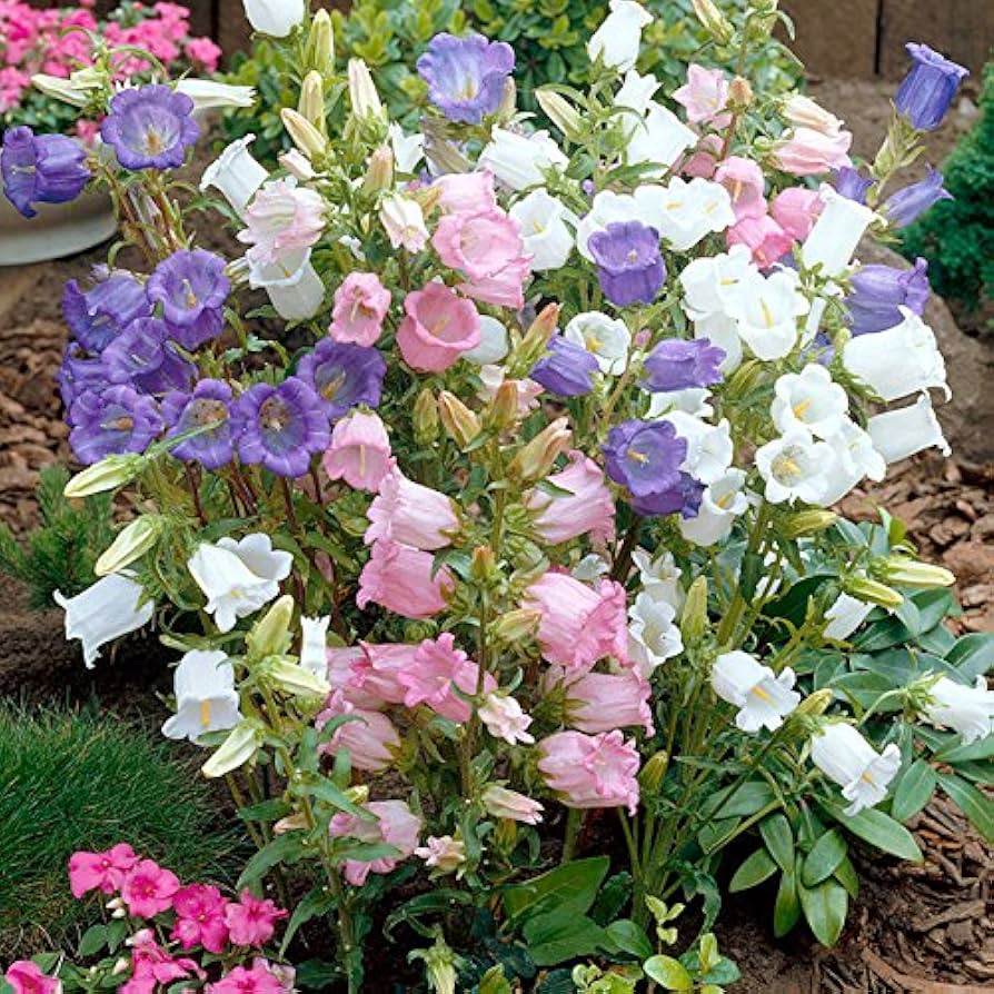 Field Bellflower Seeds – Heirloom Canterbury Bell Perennial Blooms