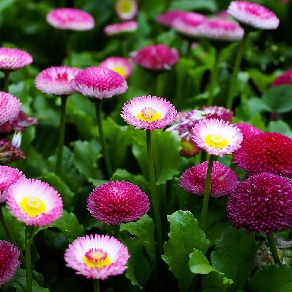 Margarita Roja Flower seeds for Planting - Compact Growth, Heirloom & GMO Free Seeds for Home Garden Sale