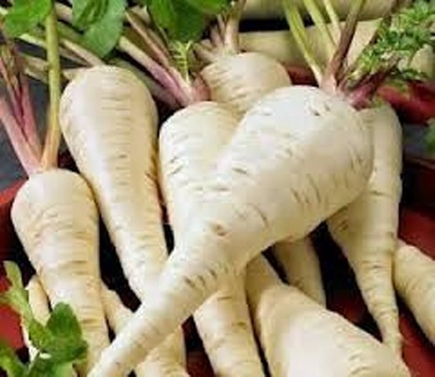 Parsnip Harris Model Seeds for Planting Nutritious Root Vegetables