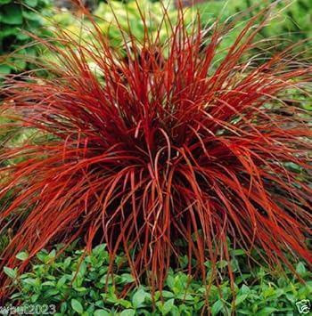 Red Uncinia Firedance Flower seeds for Planting - Perfect for Borders, Heirloom & GMO Free Seeds for Home Garden
Sale seeds for home garden