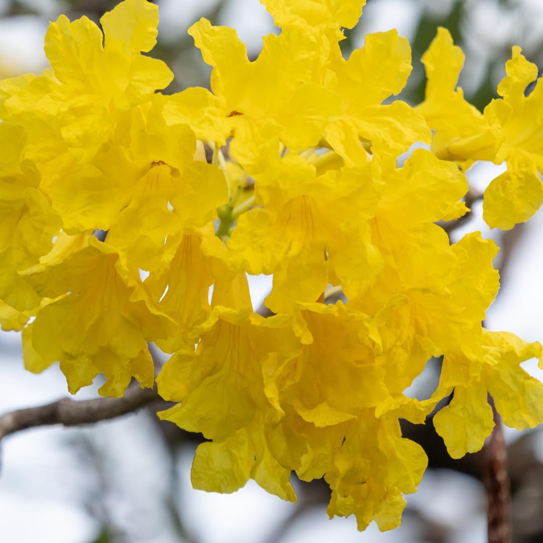 Yellow Tabebuia Tree Seeds for Planting