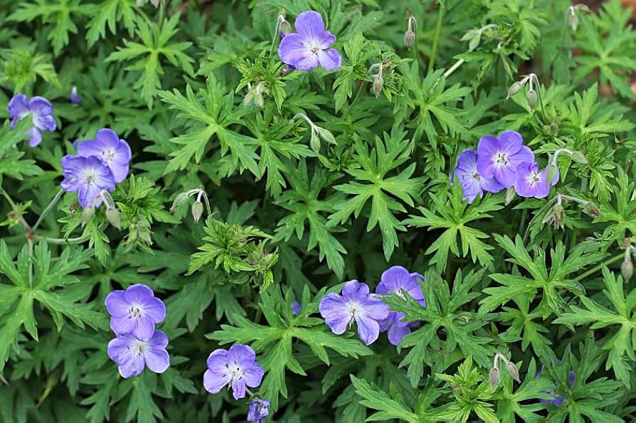 Blue Geranium Geranium spp. Seeds for Planting - Ideal for Flower Bed & Urban Garden