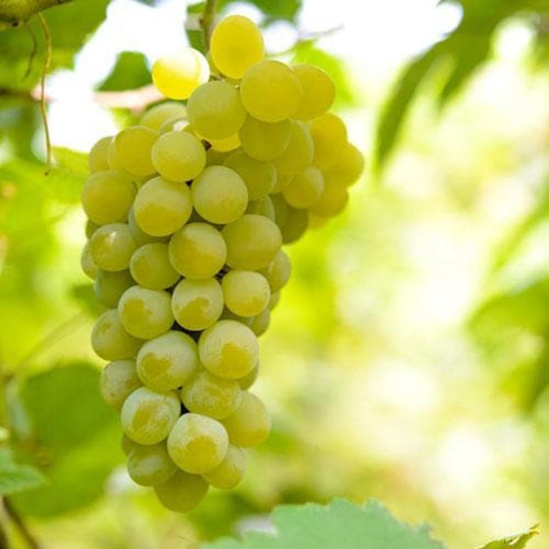Water Grape Fruit Vitis vinifera Seeds for Planting in Urban Garden