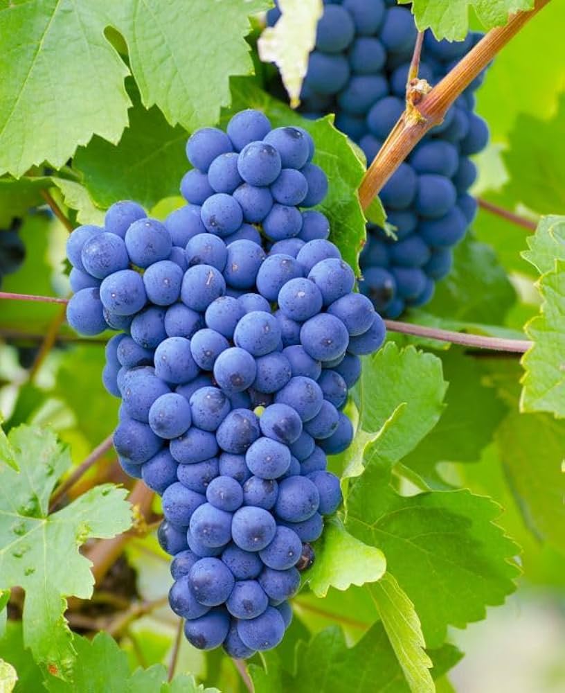 Blue Grape Seeds for Planting - Easy Growing Instructions Included