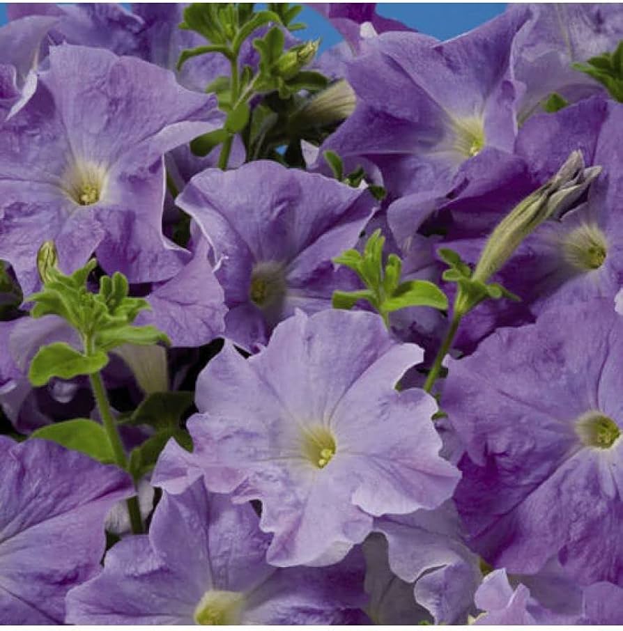 Rare Petunia Hybrid Petunia spp. Seeds for Planting - Great for Flower Bed & Urban Garden
