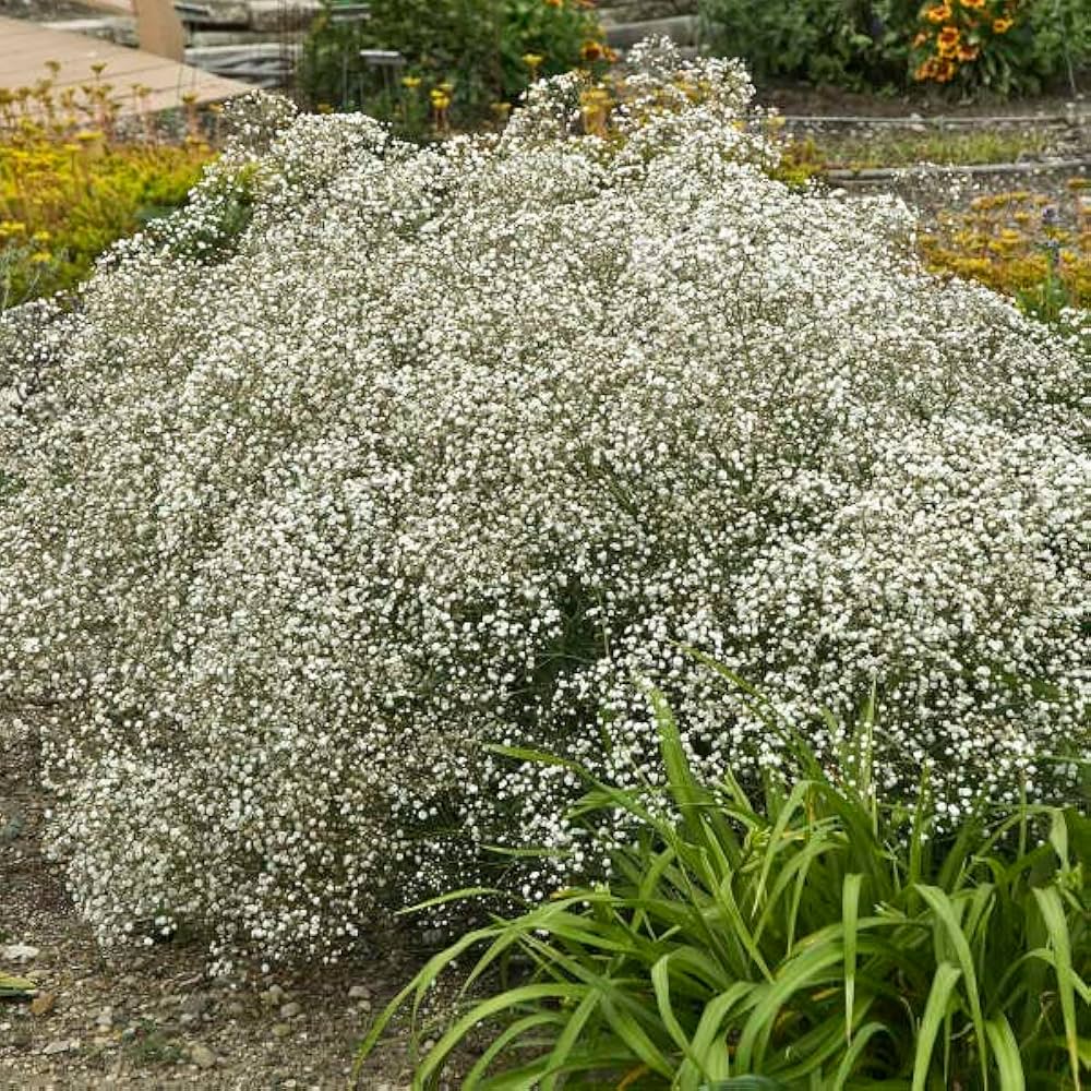 Gypsophila Gypsy Compact White Flower Seeds for Planting flower bed