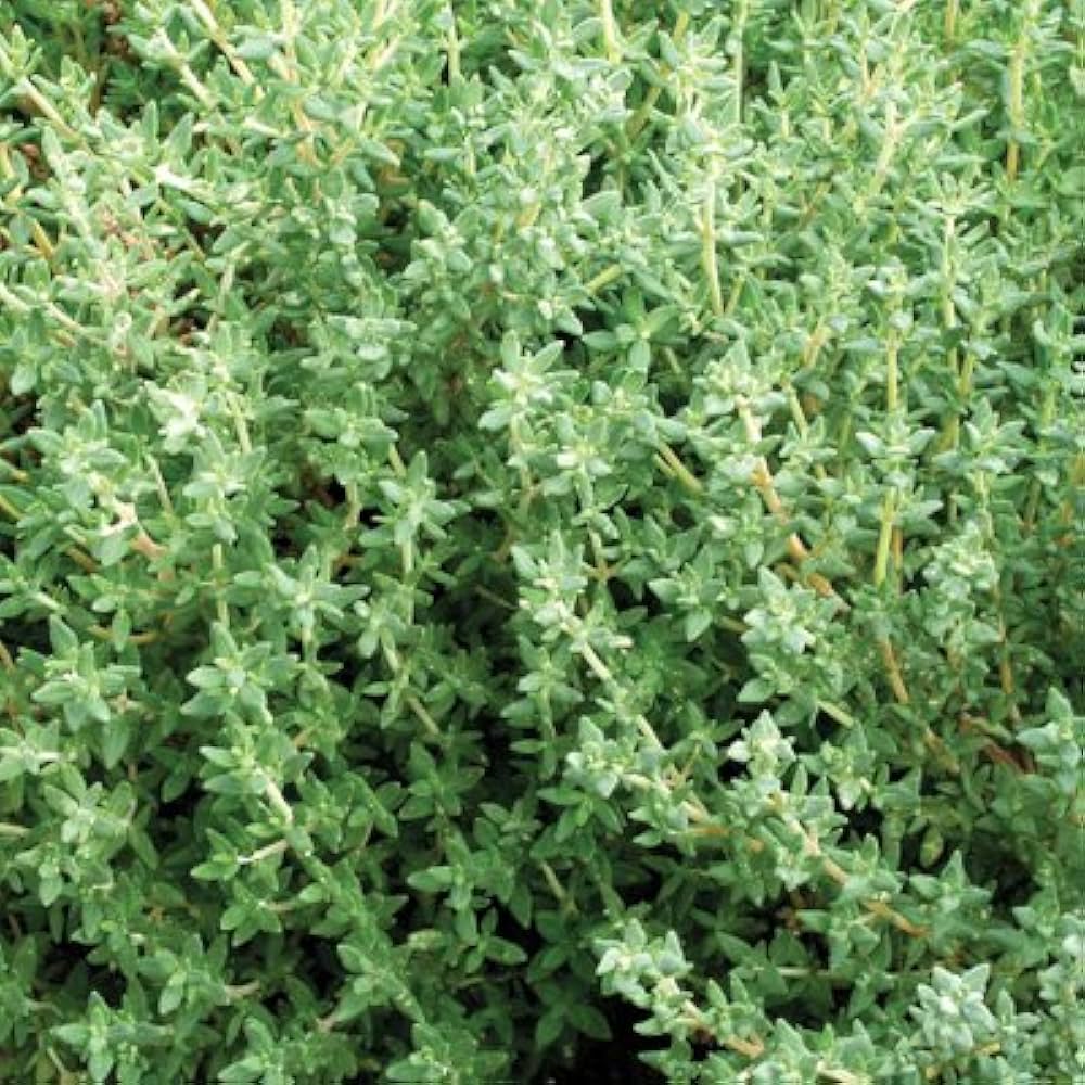 Winter Thyme Thymus Vulgaris Seeds for Planting - Great for Herb Garden & Vegetable Patch