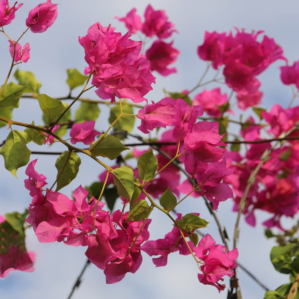 Bougainvillea Spectabilis Bougainvillea spp. Seeds for Planting - Ideal for Flower Bed & Vertical Garden