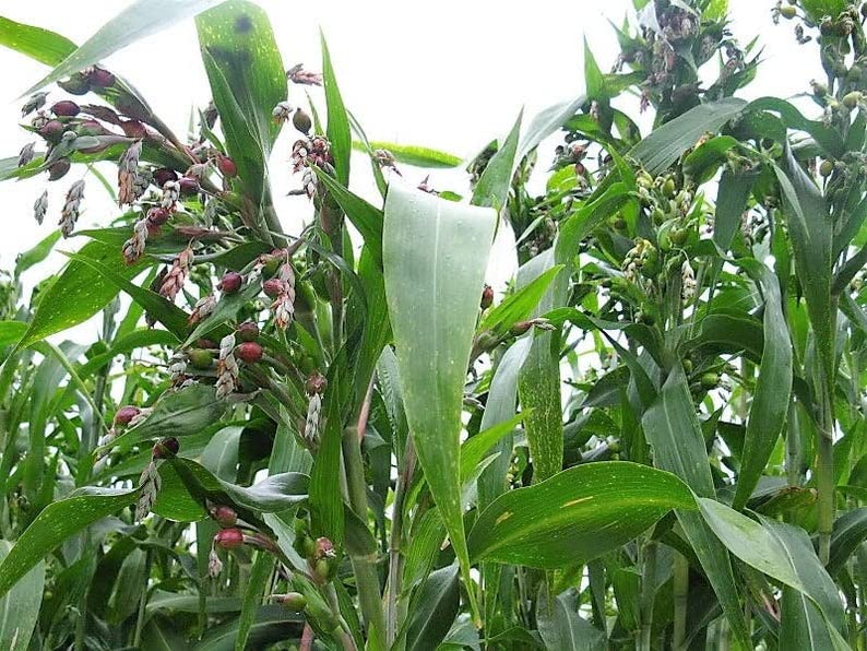 Job's Tears Grain Flower seeds for Planting - Perfect for Borders, Heirloom & GMO Free Seeds for Home Garden
Sale seeds for home garden