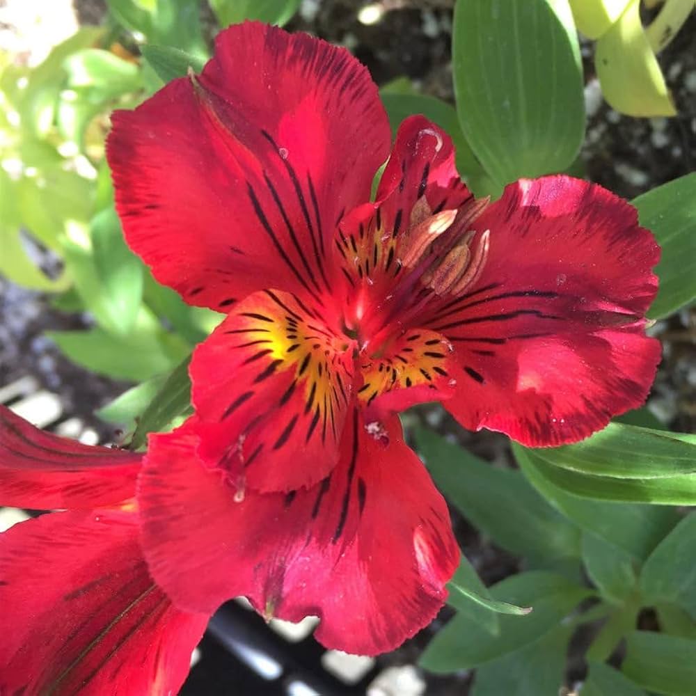 Peruvian Lily Alstroemeria Flower Seeds