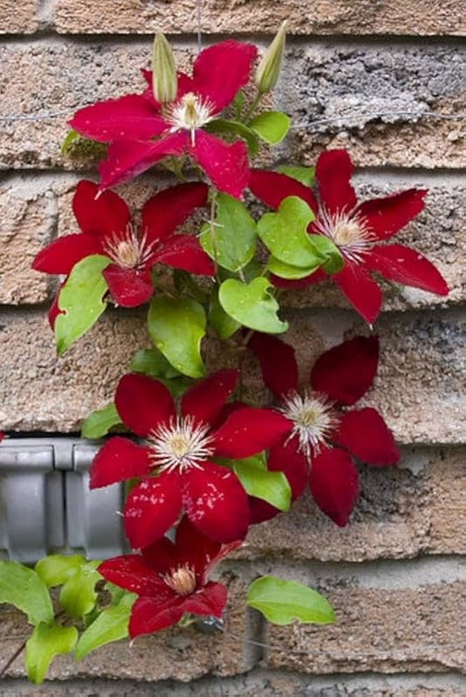 Clematis Burgundy Flower seeds for Planting - Low Maintenance, Heirloom & GMO Free Seeds for Home Garden
Sale for planting in home garden.