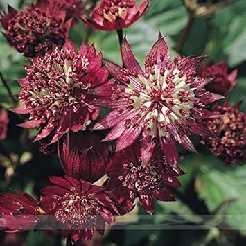 Maroon Astrantia Flower Seeds blooming in flower beds, containers, borders, and pollinator-friendly gardens