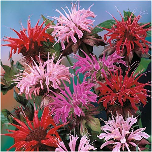 Balm Seeds for Planting home garden flower bed