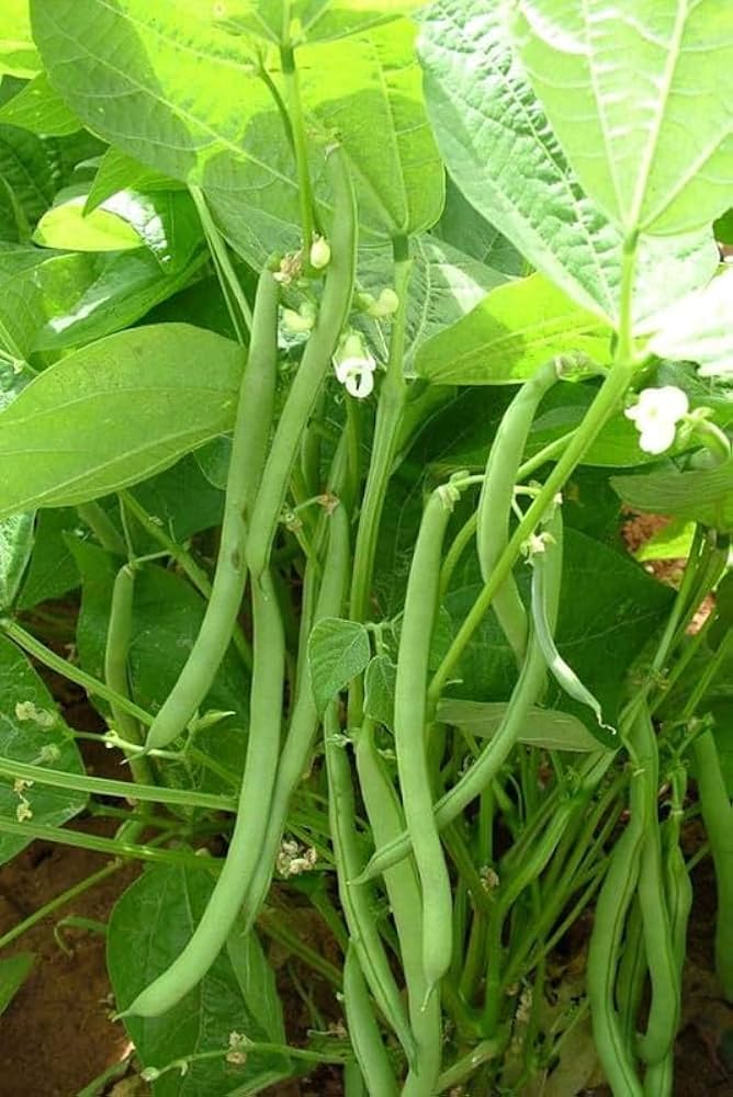 Green Appaloosa Bean Seeds for Planting - Vegetable Seeds