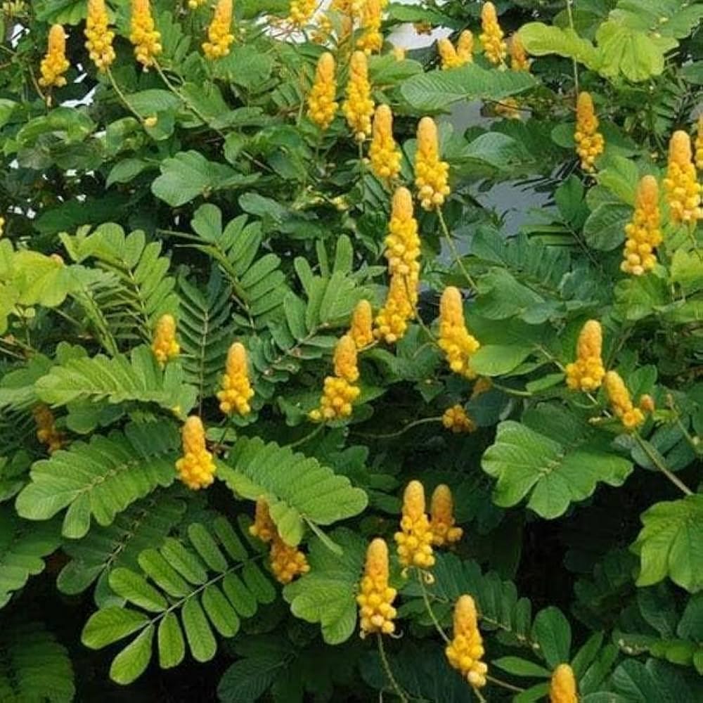 Yellow Candlestick Cassia Flower seeds for Planting - Hardy Variety, Heirloom & GMO Free Seeds for Home Garden