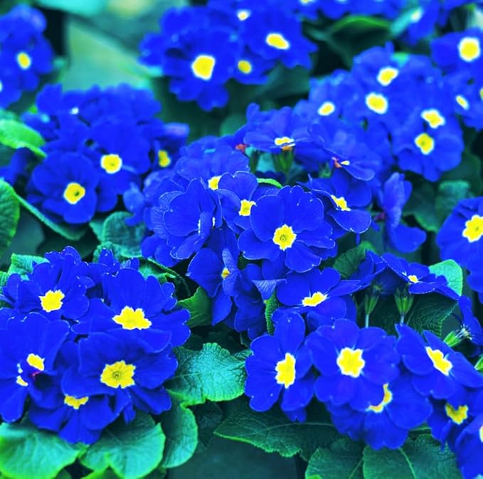 Primrose Flower Primula spp. Seeds for Planting in Flower Bed & Garden
