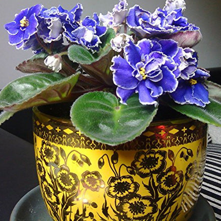 Violet Matthiola Incana Flower seeds for Planting - Shade Tolerant, Heirloom & GMO Free Seeds for Home Garden
Sale seeds for home garden