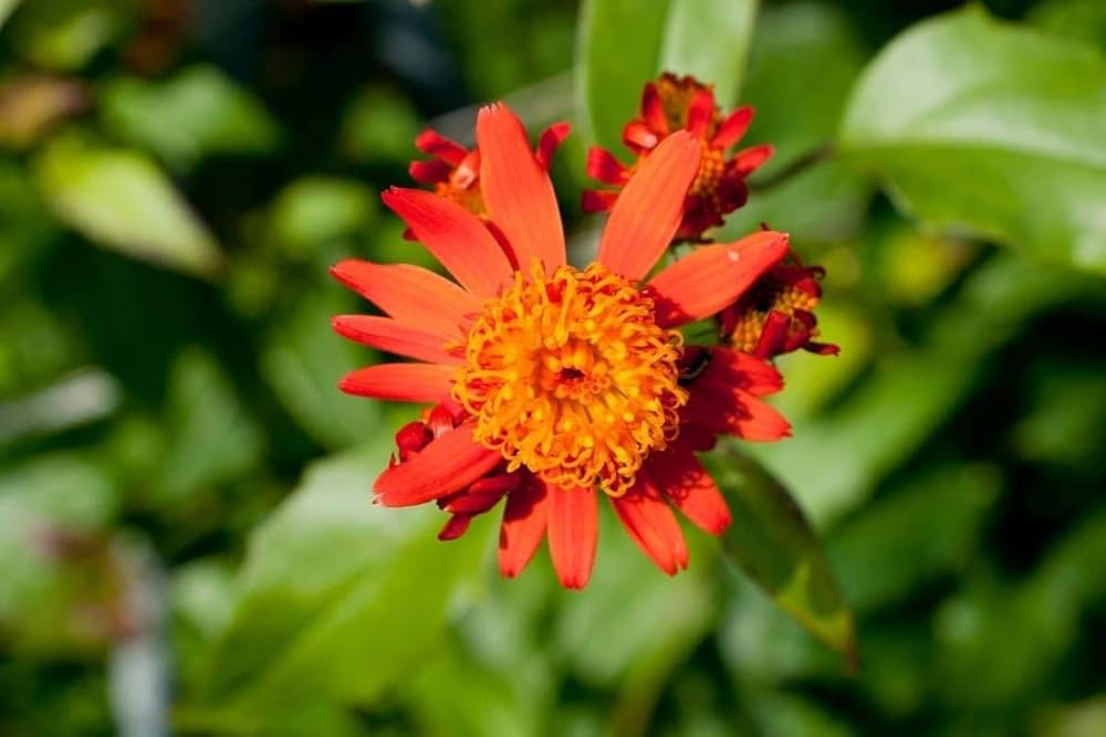 Confusus Mexico Flower seeds for Planting - Perfect for Borders, Heirloom & GMO Free Seeds for Home Garden