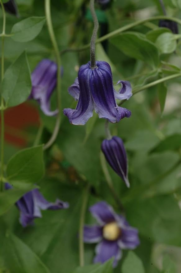 Clematis 'Rooguchi' Clematis spp Flower Seeds for Planting in Garden
