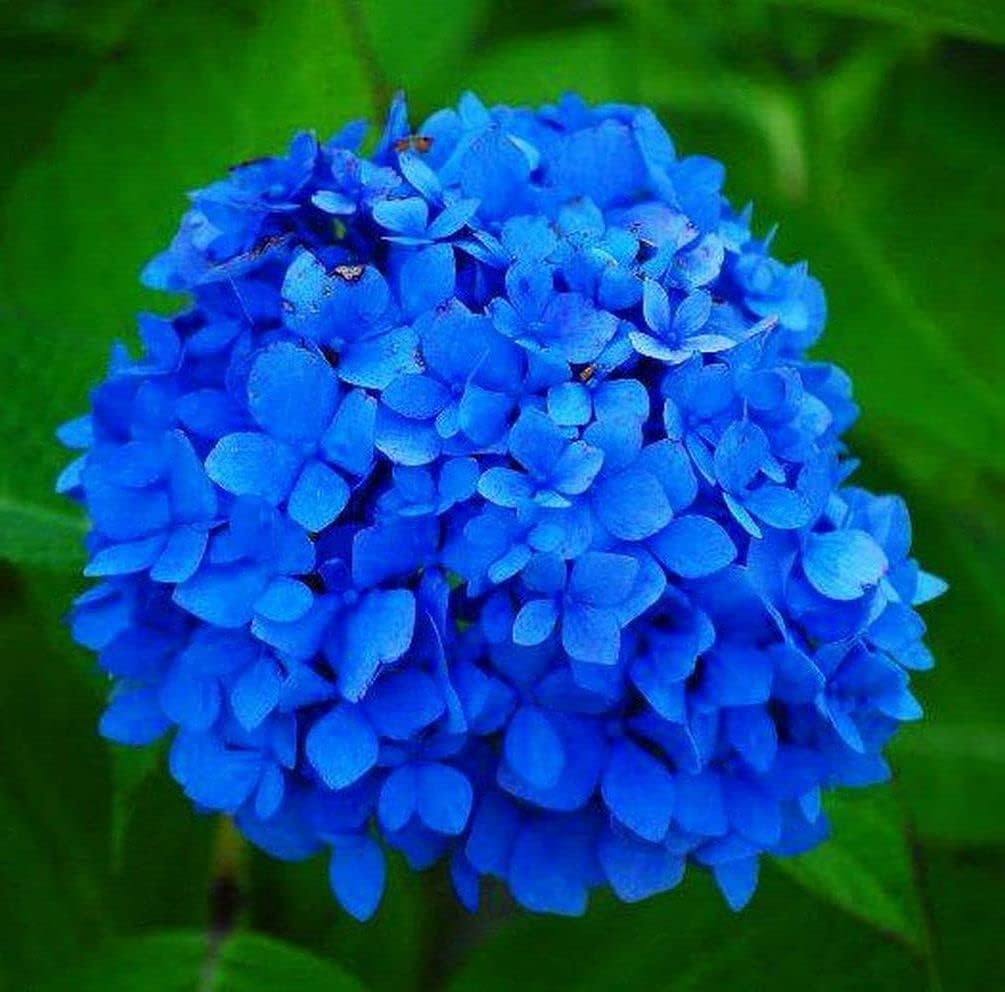 Deep Blue Hydrangea Flower seeds for Planting - Bright Blooms, Heirloom & GMO Free Seeds for Home Garden
Sale seeds for planting in home garden