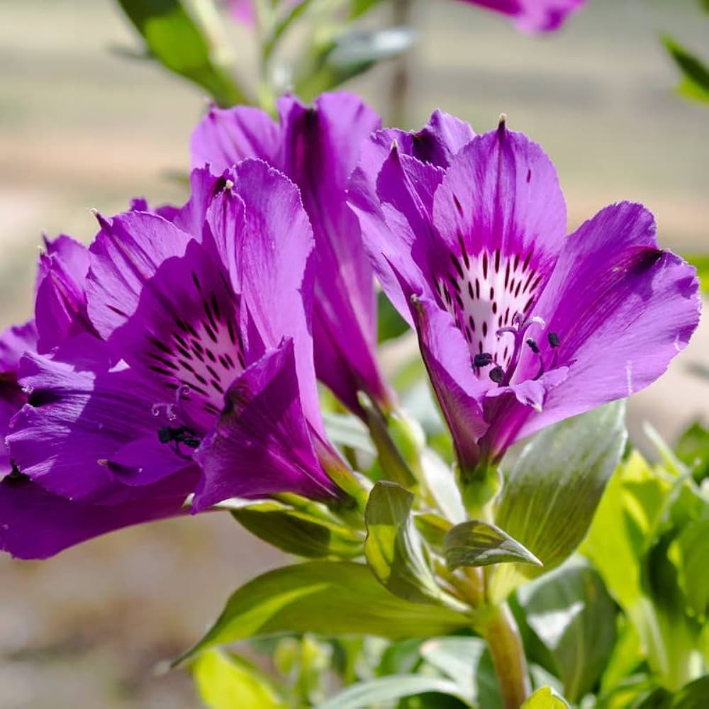 Peruvian Lily Alstroemeria spp. Flower Seeds for Planting in Flower Bed