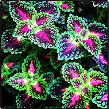 Purple Yellow Primula Malacoides Seeds for Planting Shade Tolerant Heirloom & GMO Free Seeds for Home Garden
Sale for planting in home garden