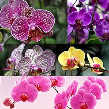 Multi-Colored Phalaenopsis Orchid Flower seeds blooming in flower beds, containers, borders, and pollinator-friendly gardens