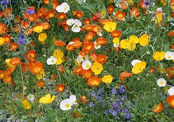 Nudicaule Flower seeds blooming in flower beds, containers, borders, and pollinator-friendly gardens
