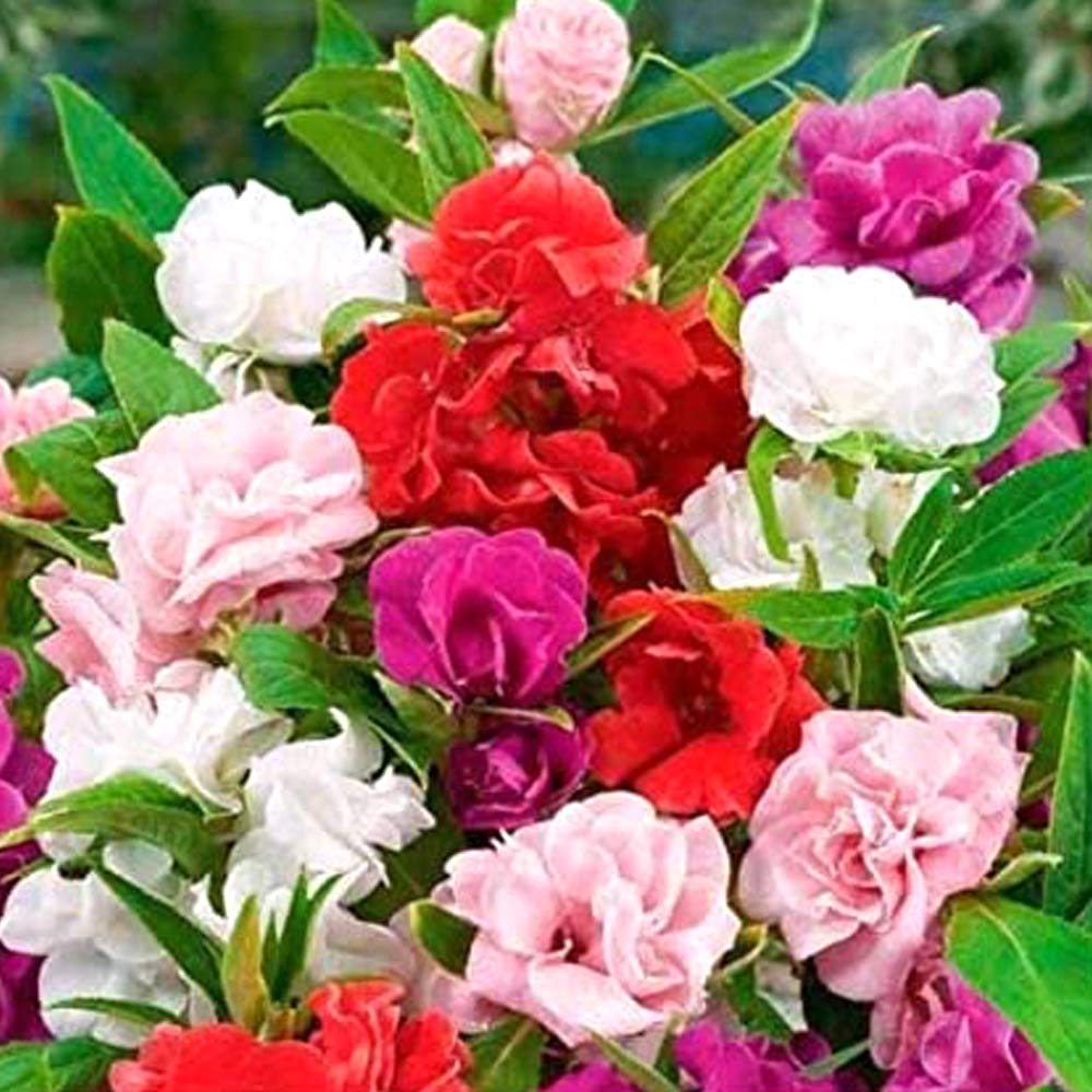 Mixed Jupiter Flower Planting Seeds