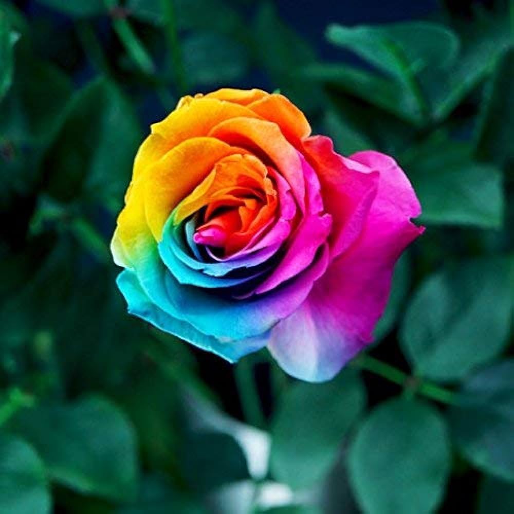 Rainbow Rose Rosa species Seeds for Planting in Flower Bed