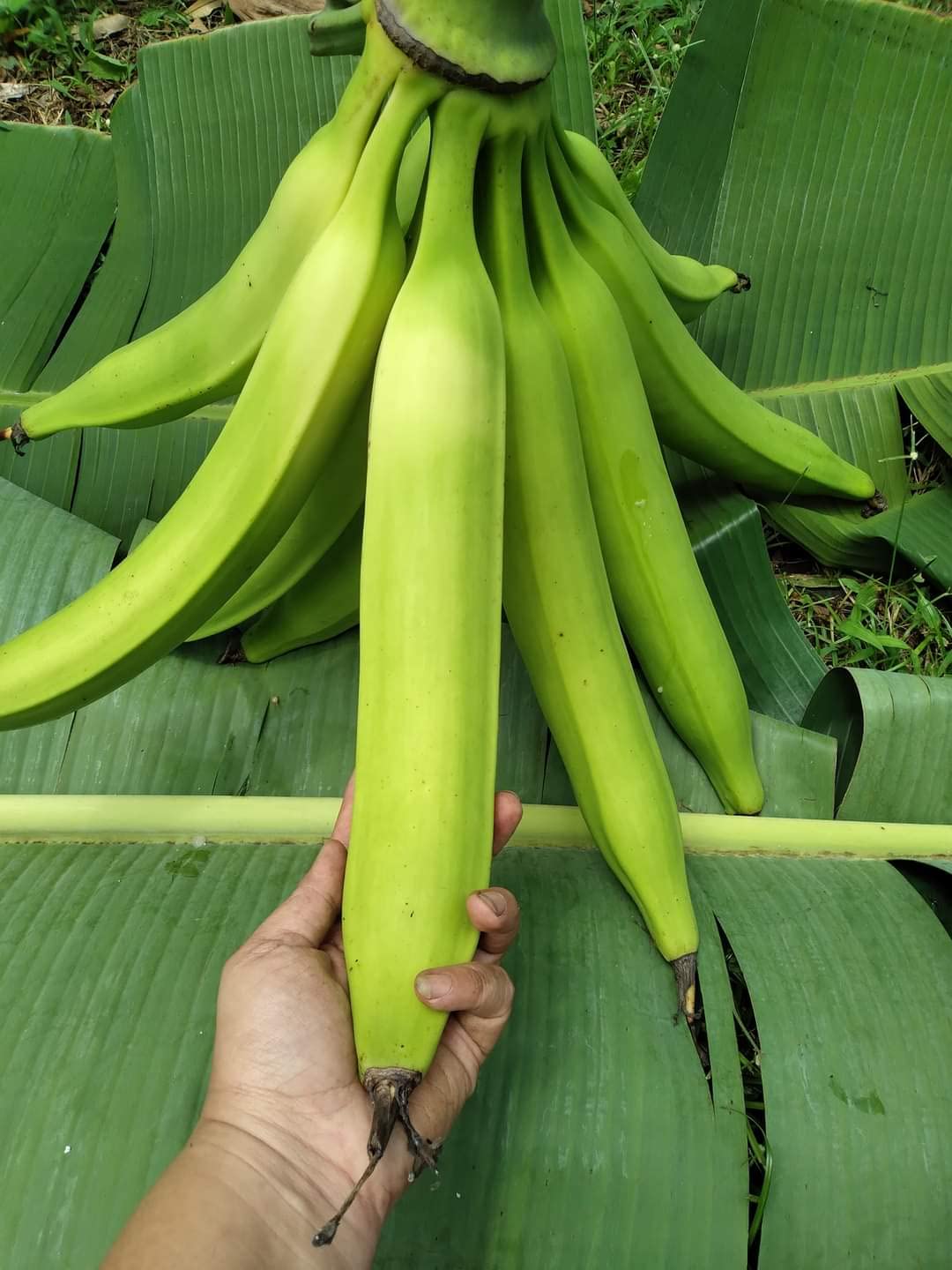 Plantain Banana Musa paradisiaca Seeds for Planting in Tropical Garden