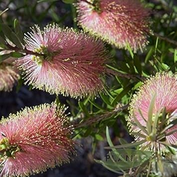 Pink Champagne Callistemon Flower seeds blooming in flower beds, containers, borders, and pollinator-friendly gardens