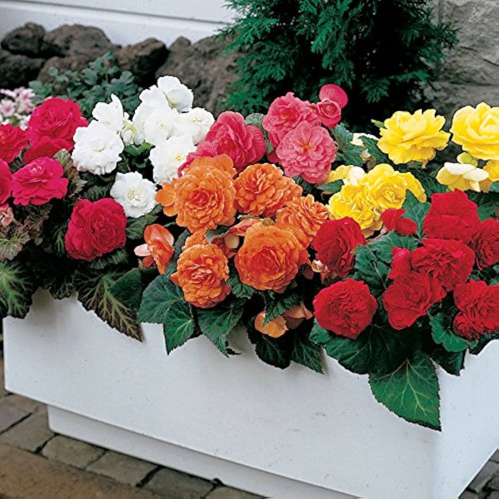 Begonia Begonia spp. Seeds for Planting - Ideal for Flower Bed & Indoor Garden