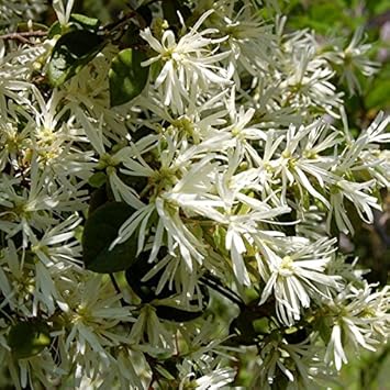 White Loropetalum Flower seeds for Planting - Low Maintenance, Heirloom & GMO Free Seeds for Home Garden
Sale seeds for planting in home garden