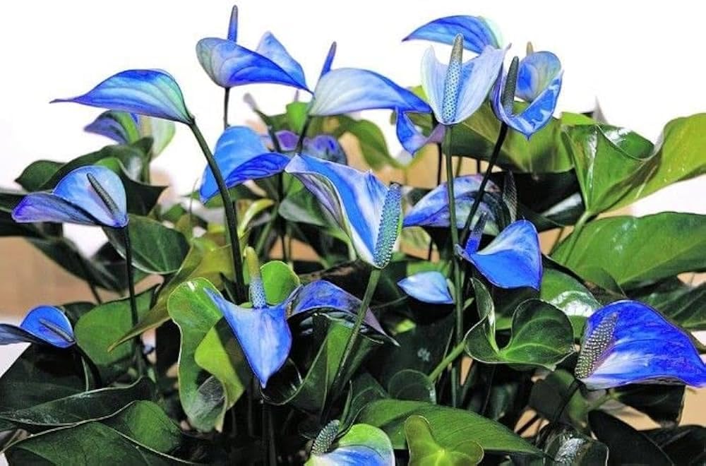 Anthurium Flower seeds for Planting Low Maintenance Heirloom & GMO Free Seeds for Home Garden