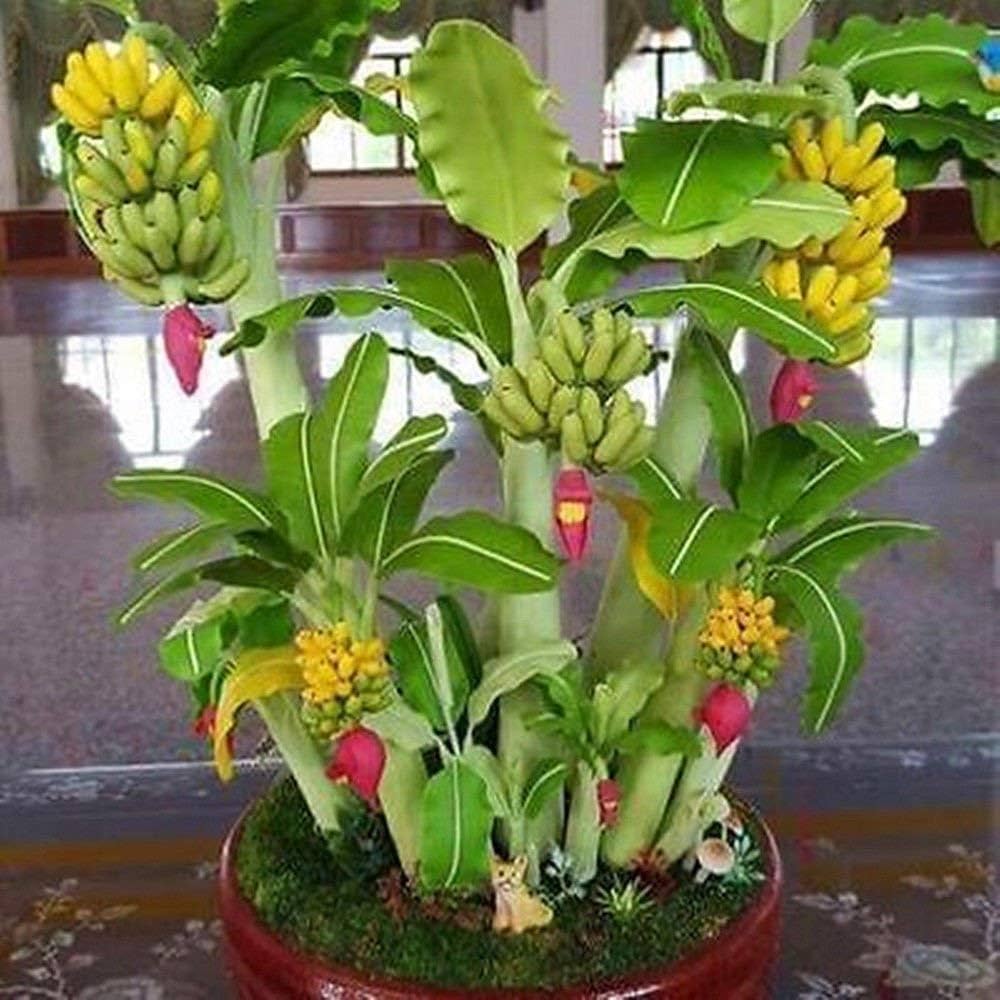 Banana Musa spp. Fruit Seeds for Planting