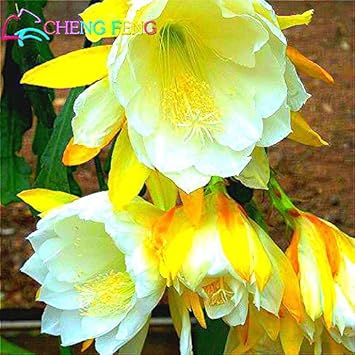 Burgundy Gladiolus Flower Seeds for Planting Compact Growth Heirloom & GMO Free Seeds for Home Garden
Sale for planting in home garden