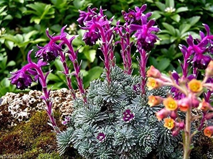 Purple Saxifraga Sempervivum Flower seeds for Planting - Compact Growth, Heirloom & GMO Free Seeds for Home Garden
Sale seeds for home garden