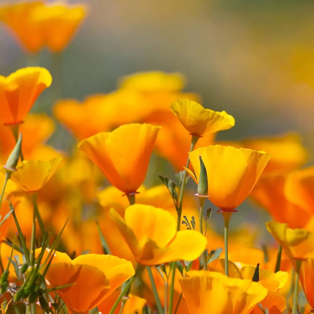 Eschscholzia Flower seeds for Planting - Hardy Variety, Heirloom & GMO Free Seeds for Home Garden