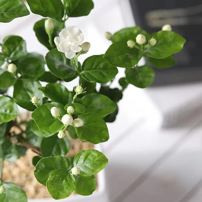 Jasmine Jasminum spp. Flower Seeds for Planting in Flower Bed & Garden
