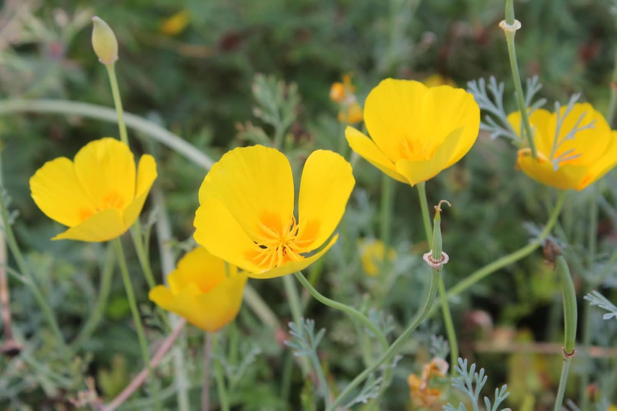 Eschscholzia Flower seeds blooming in flower beds, containers, borders, and pollinator-friendly gardens