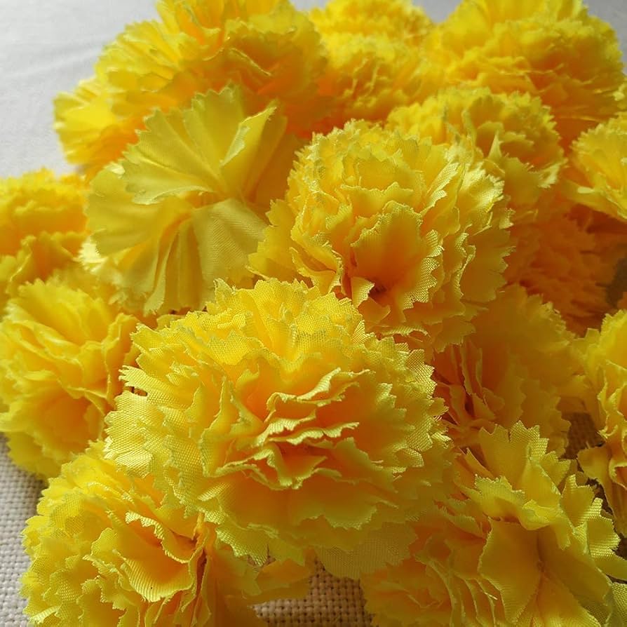 Yellow Carnation Flower Seeds for Planting Easy to Grow Heirloom & GMO Free Seeds for Home Garden
Sale