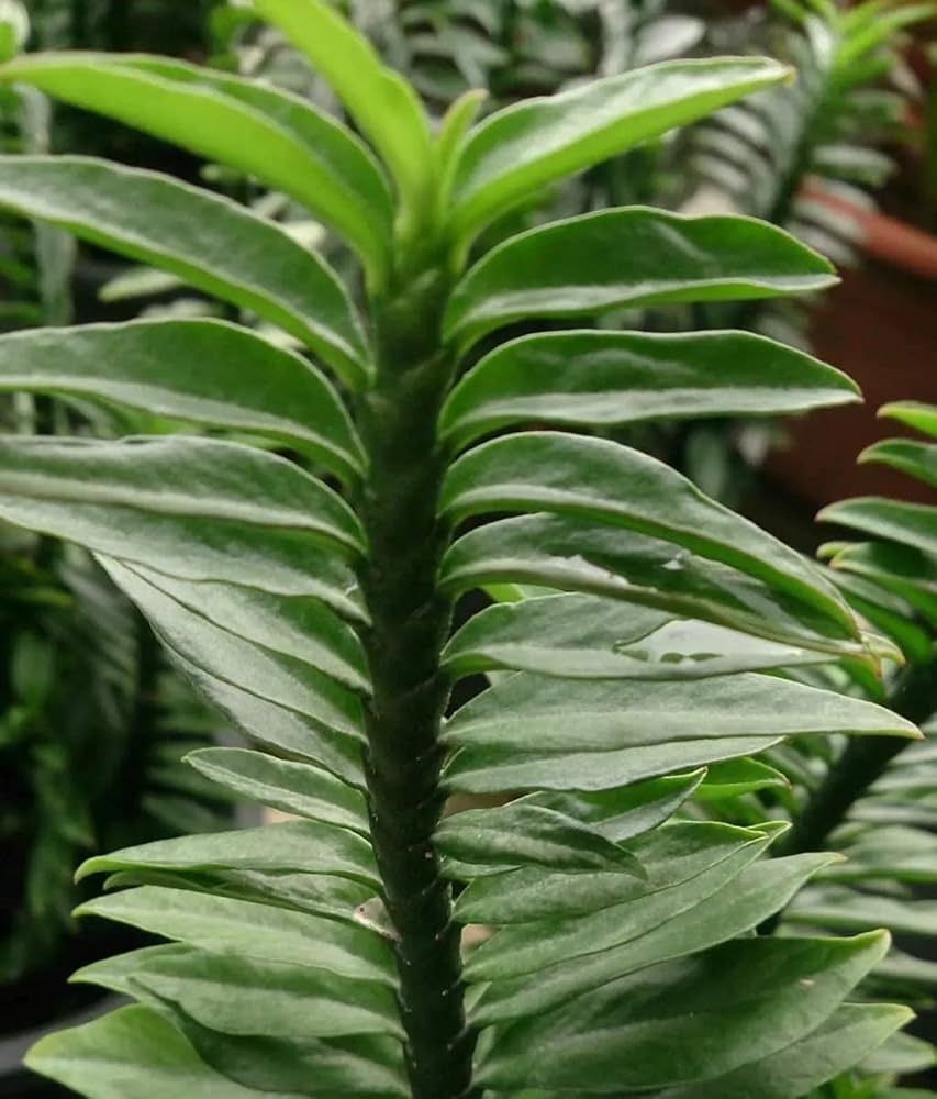 Green Pedilanthus Flower seeds for Planting - Garden Favorite, Heirloom & GMO Free Seeds for Home Garden
Sale seeds for home garden