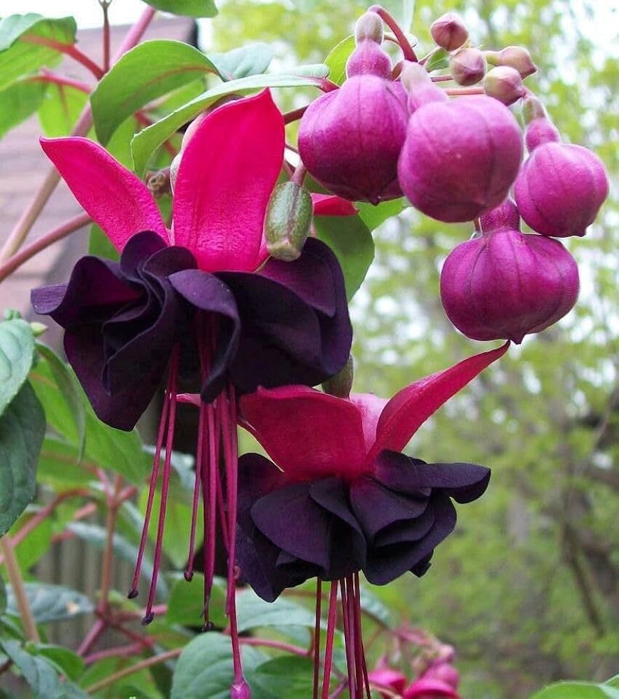 Black Pink Fuchsia Flower seeds for Planting - Garden Favorite, Heirloom & GMO Free Seeds for Home Garden