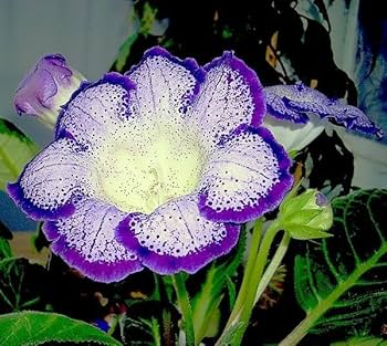 Purple White Gloxinia Flower Seeds for Planting Compact Growth Heirloom & GMO Free Seeds for Home Garden
