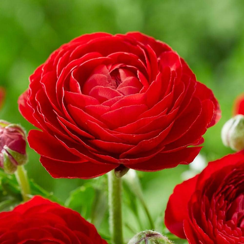 Rouge Ranunculus Ranunculus asiaticus Seeds for Planting in Flower Bed