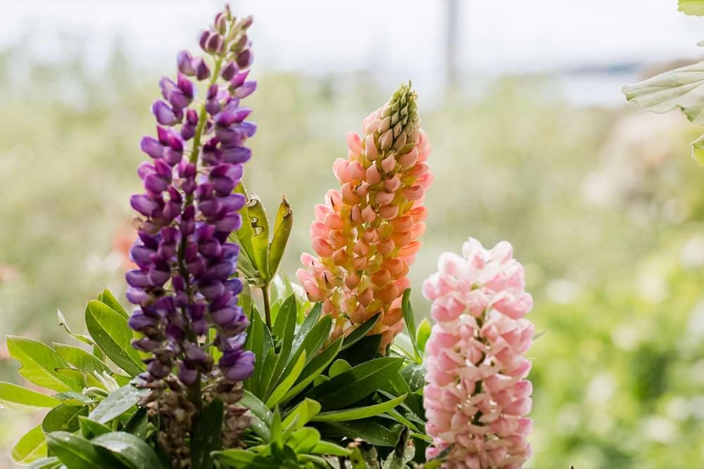 Lupine Seeds for Planting Lupinus Polyphyllus wildflower garden flower bed