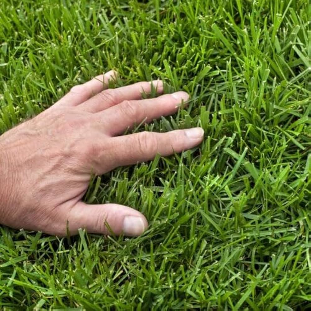 Zoysia Grass Zoysia spp. Seeds for Planting in Lawn