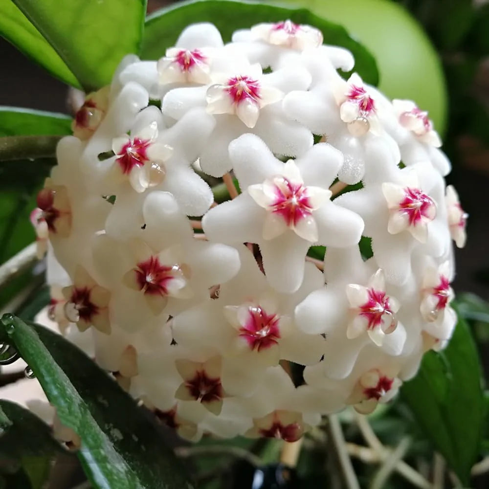 Hoya Carnosa Flower seeds blooming in flower beds, containers, borders, and pollinator-friendly gardens