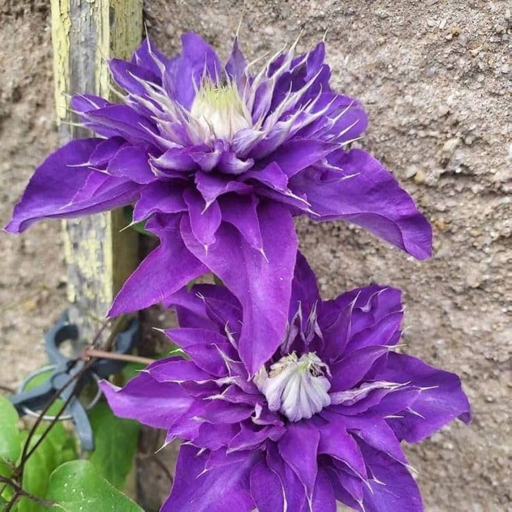 Blue Clematis Flower seeds for Planting - Cut Flower Favorite, Heirloom & GMO Free Seeds for Home Garden
Sale seeds for home garden